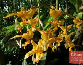 ��������� ���� фото