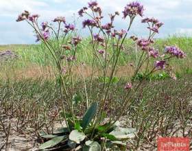 ������� ����� фото