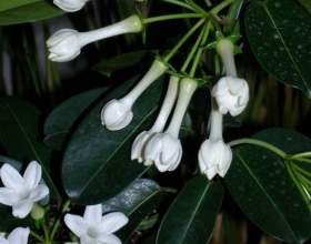 ��������� ����� (��������� ��������������) фото