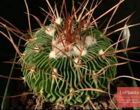 ����������� �������������� фото