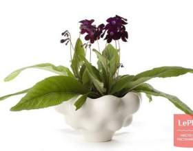 ������������� (��������������) фото