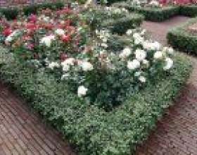 ������� ����� � ���������� фото