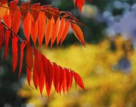 ����� - ���������� ���� ������ ���� фото