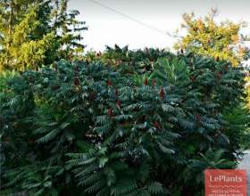 ����� ��������� (������ ������) фото