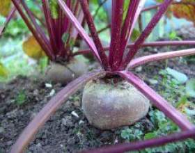 �����. ����������� ������ � ��� �� ������� фото