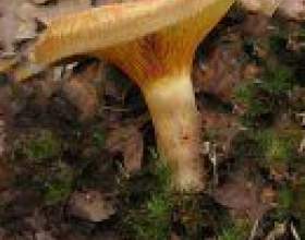 �������� (����� � ������) фото
