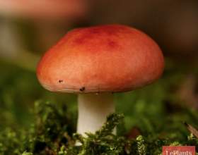 ������� ������� (���������) фото