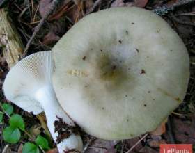 ������� ������ фото