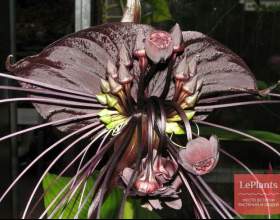 ����� ����� (����� �������, ������ �����, ����� �������) фото