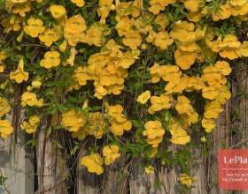 ������ ������������ (������� ��������) фото