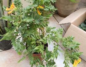 ������ ���������� (�������� ����������) фото