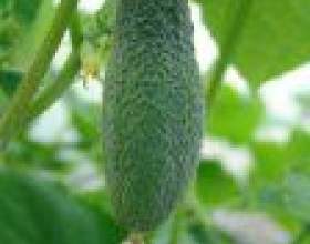 ���� ������ �� ��������� ����� фото