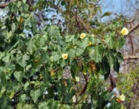 ������� � �������: �������, ������ фото