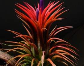 ҳ�������� ��������������� фото