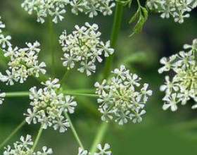 ����: �����������, ������������ фото