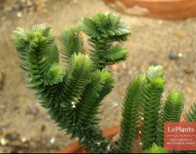 ��������� mossy �������� (��������� ������������) фото