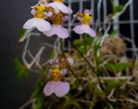 �������� ������ фото