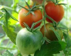 �����: �����������, ������, ������� ������ фото