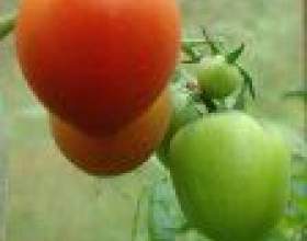 T����� � ������� фото