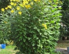 ��������� - ������� � ��������� ���������� фото