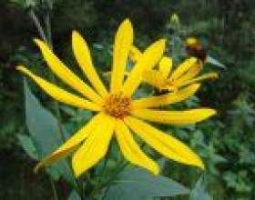 ��������� - ������� ����������� фото