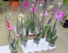 ��� 10 ���� � ��������� �� 8 ������� фото