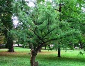 ������ - �������� ���� �� ����� ������� фото