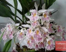 ������� ������ (������� �����) фото
