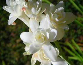 �������� - �� �� ����? фото