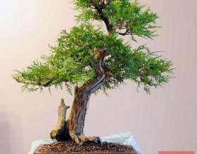 ��� ������� фото