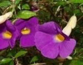 ��������� ���� ������� ������ фото