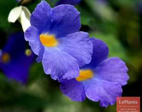 ��������� ������ (��������� ������) фото