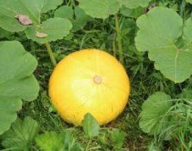 ������: ��� ����������� � ������ ���������� фото