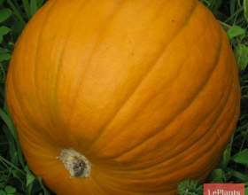 ������ ����������� (������ ���������) фото