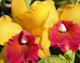 ������ �� ������� ������� � ������� фото