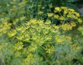 ���. ��� ������� ���������� ����� фото