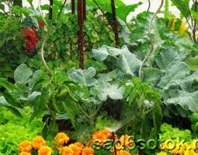 ��������� � ������ ������� фото
