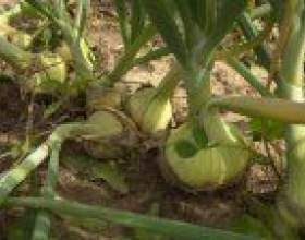 ����� �� �����: �� ���� ���� �������� фото