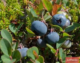 ��������� �������� (������ ��������) фото