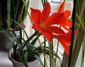 ������� фото
