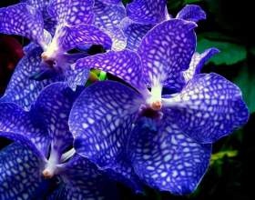 ����� фото