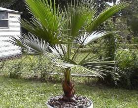 ����������� ������� (����) фото