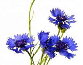 ������� фото