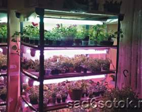 ����������� ����������� �������� фото