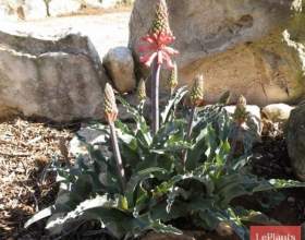 ���������� ������� (���������� ���-��������) фото
