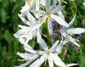 �������� ����� (�������� �������) фото