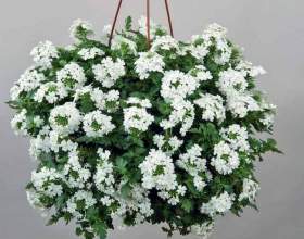 ������� �������� фото