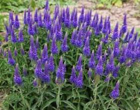 �������� фото