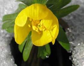���������� � ������������ ������� фото