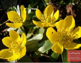 ���������� �������� (���������� �������) фото